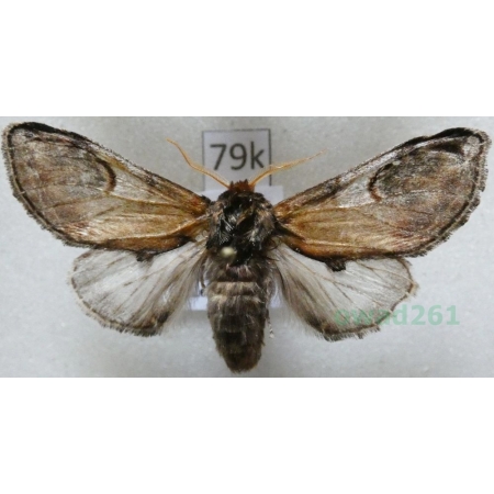 Notodonta ziczac (Linnaeus, 1758) male Garbatka zygzakówka Czech79k
